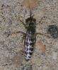 Bembix oculata